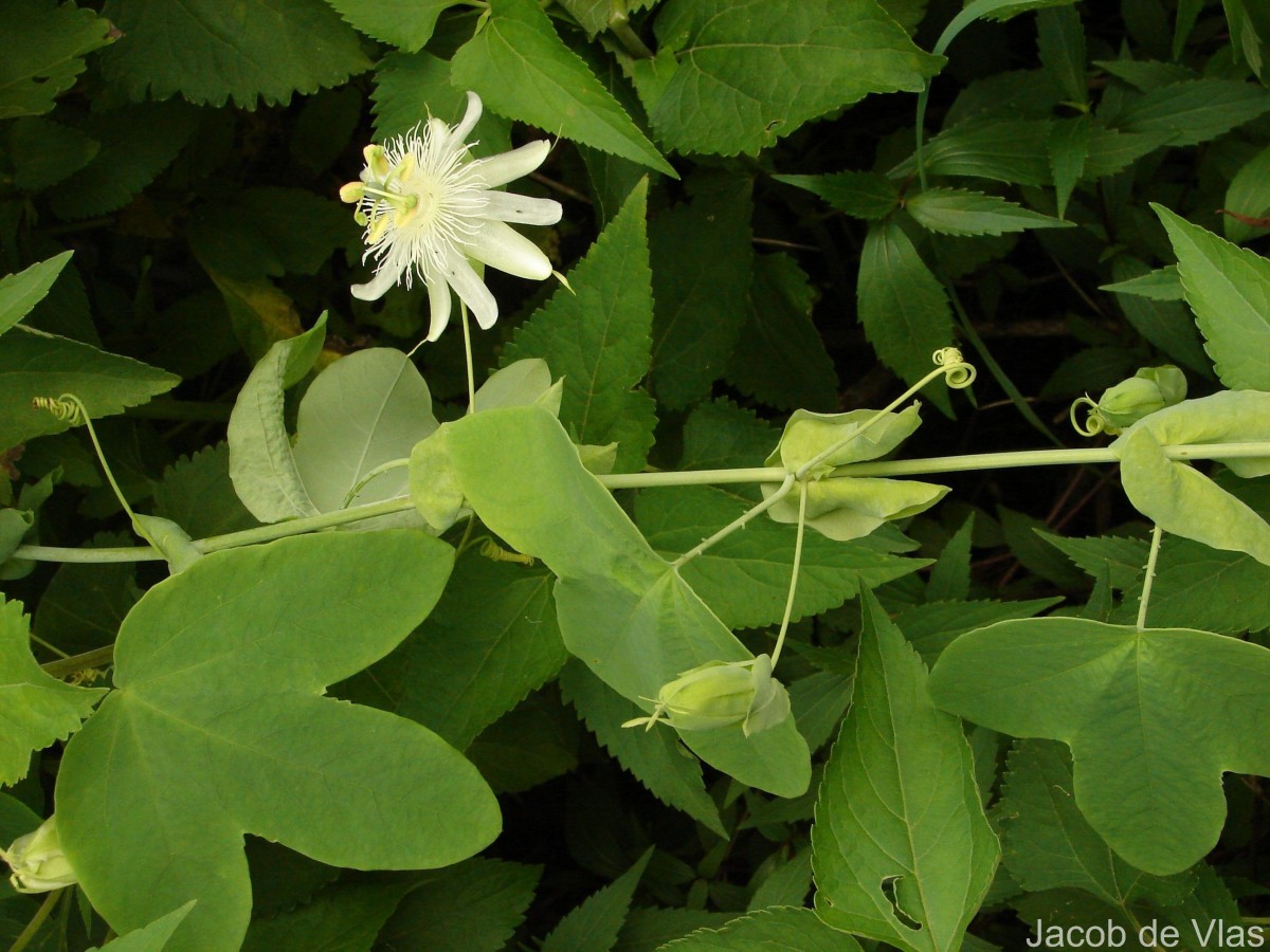 Passiflora subpeltata Ortega